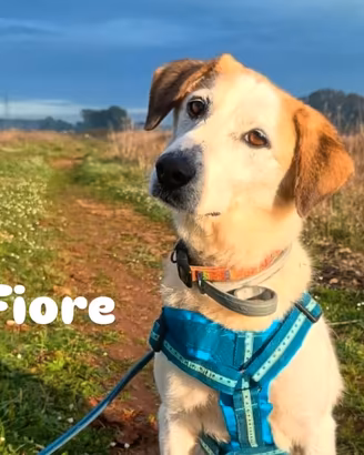 Fiore femmina 13 chili 8 anni