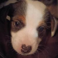 Jack russell cuccioli aspettano te
