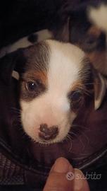 Jack russell cuccioli aspettano te