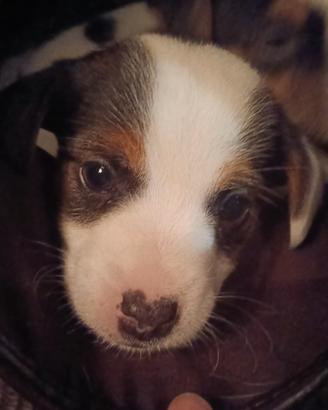 Jack russell cuccioli aspettano te