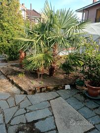 palme