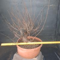 pre bonsai olmo
