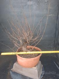 pre bonsai olmo