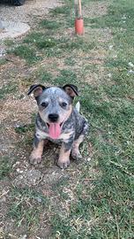 Cuccioli Australian Cattle Dog