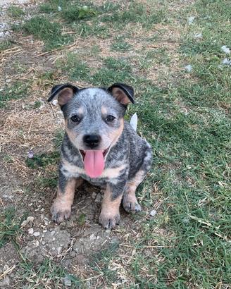 Cuccioli Australian Cattle Dog