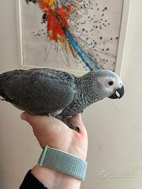 Cenerini allevati a mano