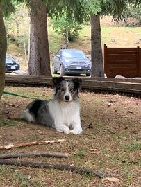 Border collie per monta