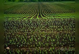 Rif.3703L| terreno agricolo chioggia - Altro