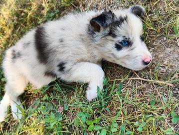 Cucciole di Border Collie femmine
