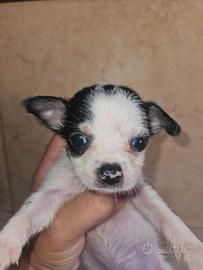 Chihuahua maschio bicolor