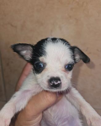 Chihuahua maschio bicolor