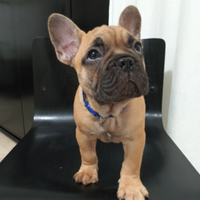 Bulldog francese maschio meraviglioso