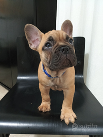 Bulldog francese maschio meraviglioso