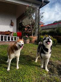 Futura cucciolata Husky Siberiano