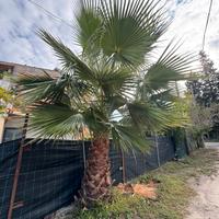 Pianta palma Washingtonia filifera, alta 2,5 mt