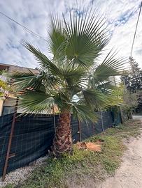 Pianta palma Washingtonia filifera, alta 2,5 mt