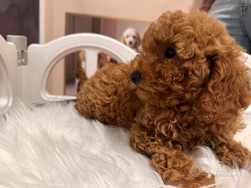Cucciolata barboncini subito disponibili