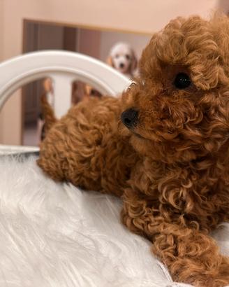 Cucciolata barboncini subito disponibili