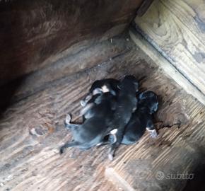 Cuccioli di Segugio