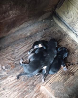 Cuccioli di Segugio