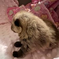 Volpino di Pomerania