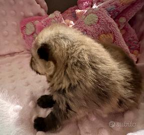 Volpino di Pomerania