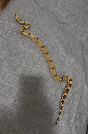 Boa constrictor imperator