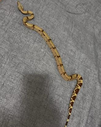 Boa constrictor imperator