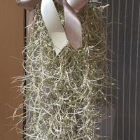 Tillandsia usneoides (muschio spagnolo)