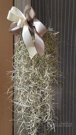 Tillandsia usneoides (muschio spagnolo)