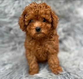 Cuccioli barboncino toy red