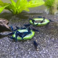 Neocaridine Blue Dream