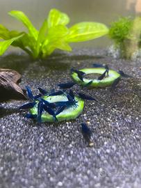 Neocaridine Blue Dream