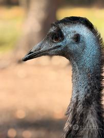 Emu' 2 femmine