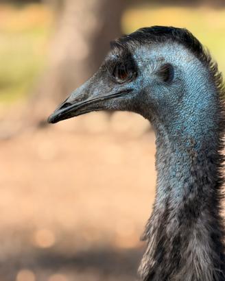 Emu' 2 femmine