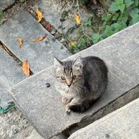Gatto europei
