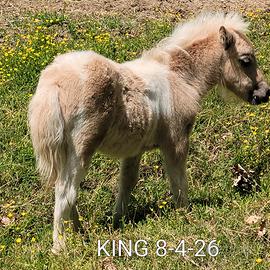 Pony shetland