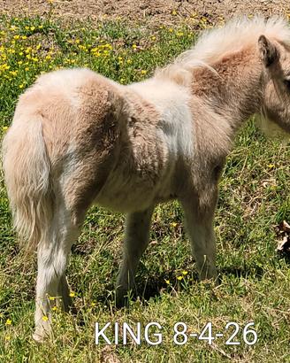 Pony shetland
