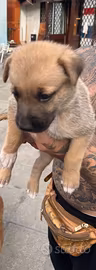 Cani pastore tedesco misti