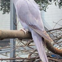 Femmina Parrocchetto dal Collare 2025ma