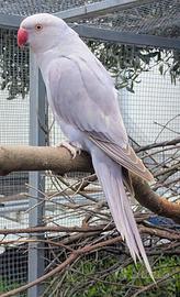 Femmina Parrocchetto dal Collare 2025ma