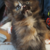 Cuccioli maine coon