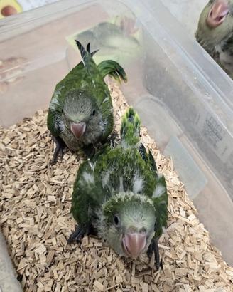 Parrocchetti Monaci Verdi Addomesticati
