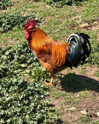 Gallo