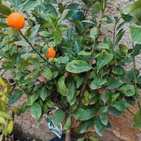 Albero di Mandarino Cinese Rotondo Kumquat 