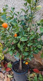 Albero di Mandarino Cinese Rotondo Kumquat 