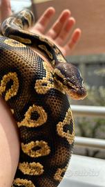 Pitone reale con Terrario 3D