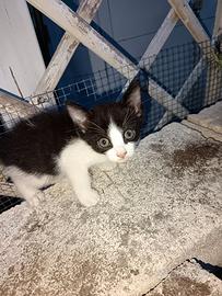 Gattini