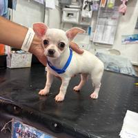 Chihuahua