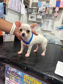 Chihuahua